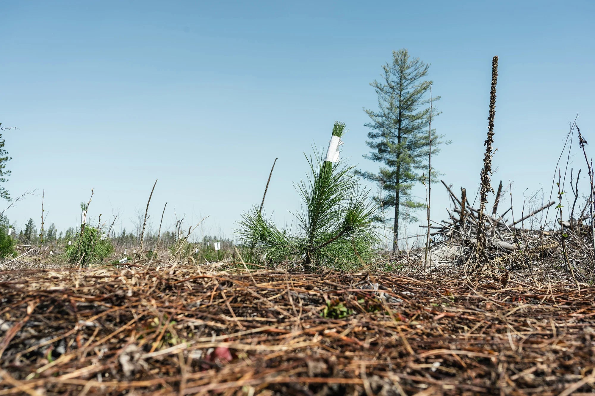 Red pine tree seedling with other trees in the background. 