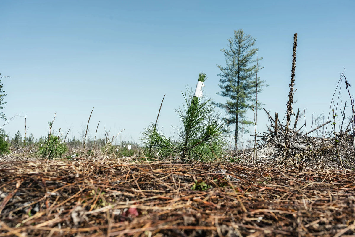 Red pine tree seedling with other trees in the background. 