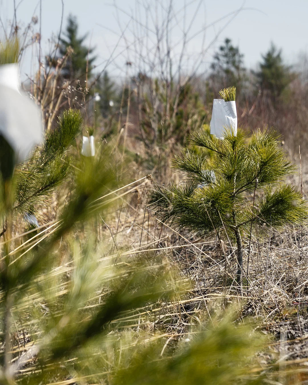 Duluth Pack Arbor Day image featuring two young red pine trees surrounded by dry brush